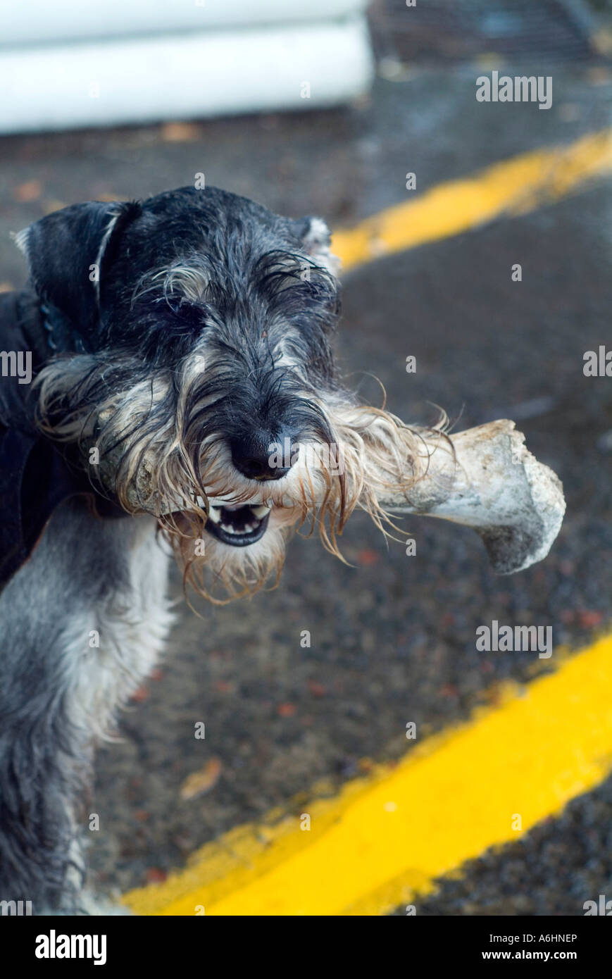 ein männlichen standard Schnauzer Hund 3 Jahre trägt einen Öl Haut Leinwand Regenmantel im Regen Stockfoto