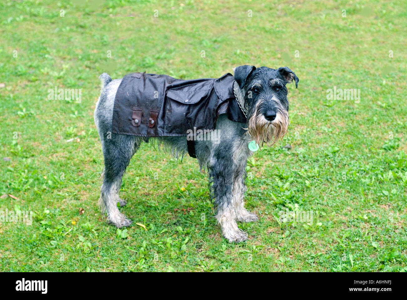 ein männlichen standard Schnauzer Hund 3 Jahre trägt einen Öl Haut Leinwand Regenmantel im Regen Stockfoto