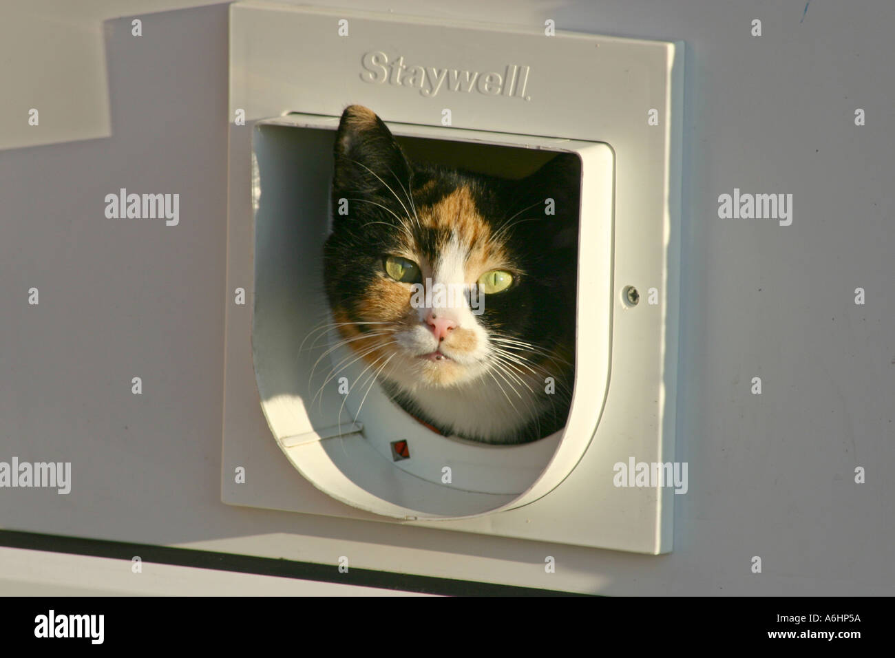 Katze aus modernen Katze Klappe Klappe ausgestattet, Kunststoff Haustür Stockfoto
