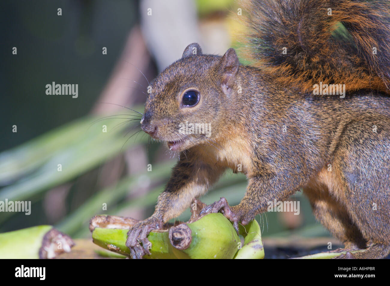 Baum-Eichhörnchen Sciurus Granatensis Essen eine Banane auf dem Vogel Tisch Stockfoto