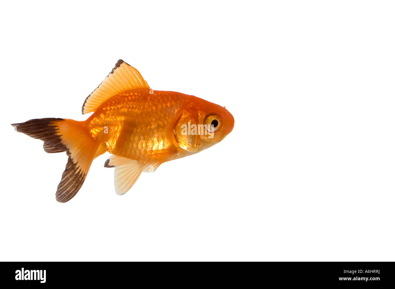 Isolierte Goldfische mit schwarzem Endstück Stockfoto