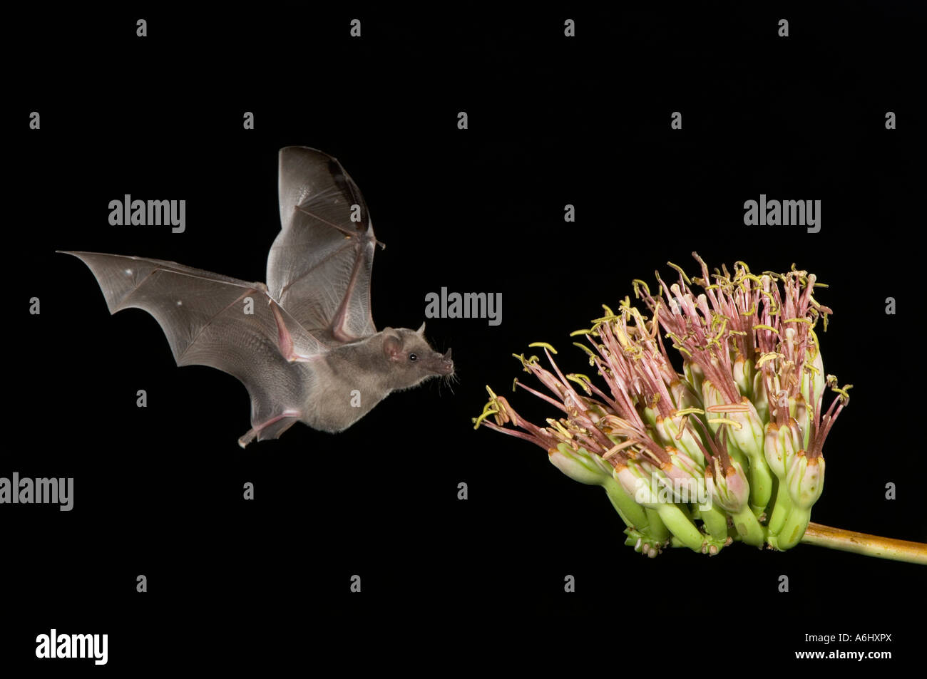 Mexikanische lang genutet Bat Erwachsenen im Flug in der Nacht Fütterung auf Agave Blüte Tucson Arizona USA Stockfoto