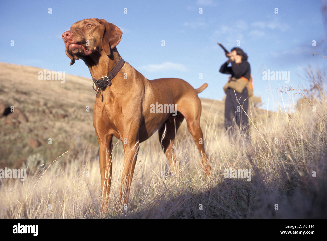 Jäger mit Gewehr und Jagdhund Stockfoto