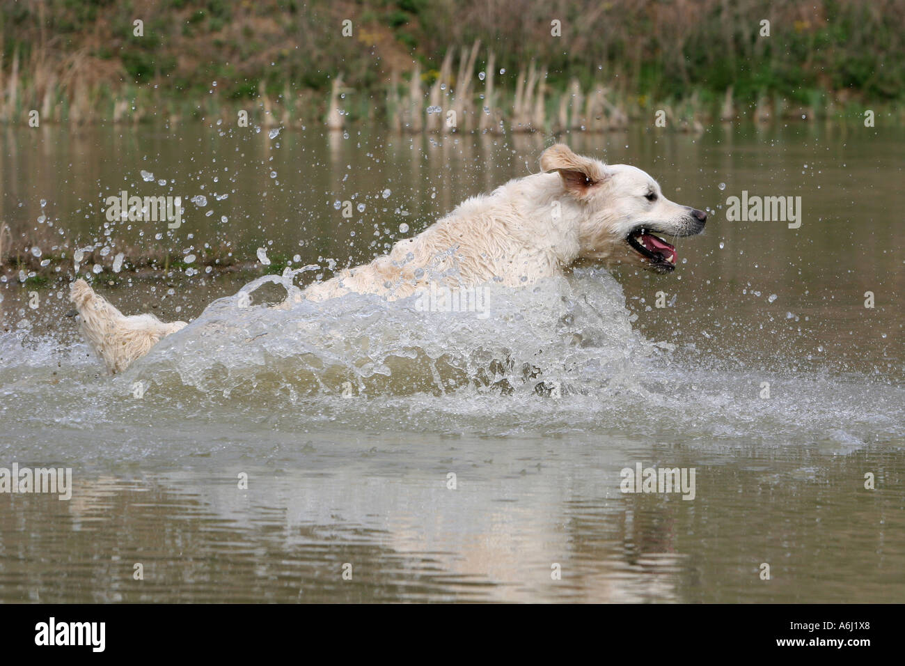 Golden Retriever Hund im Wasser laufen Stockfoto