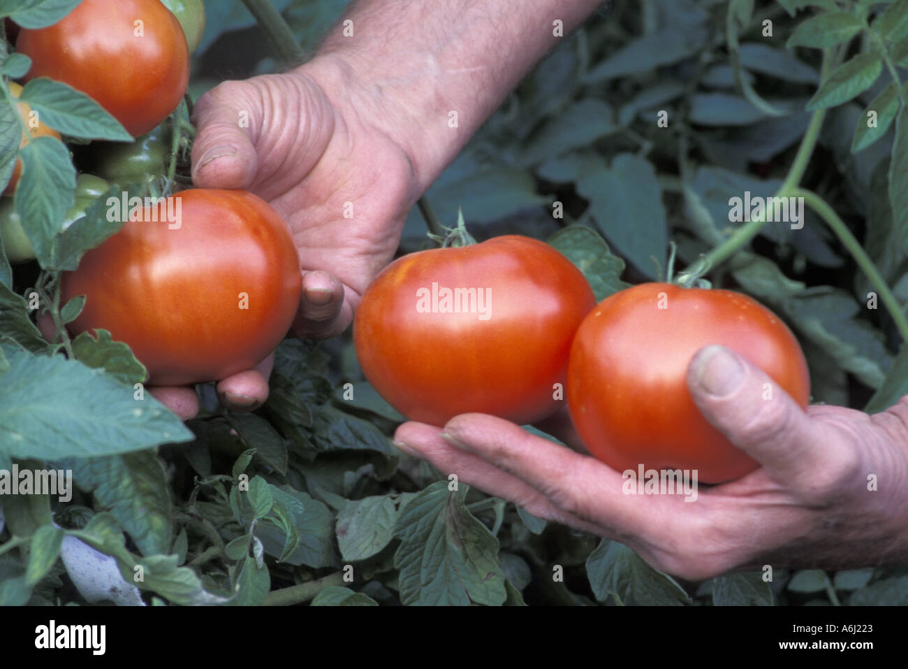 Tomaten pflücken Stockfoto