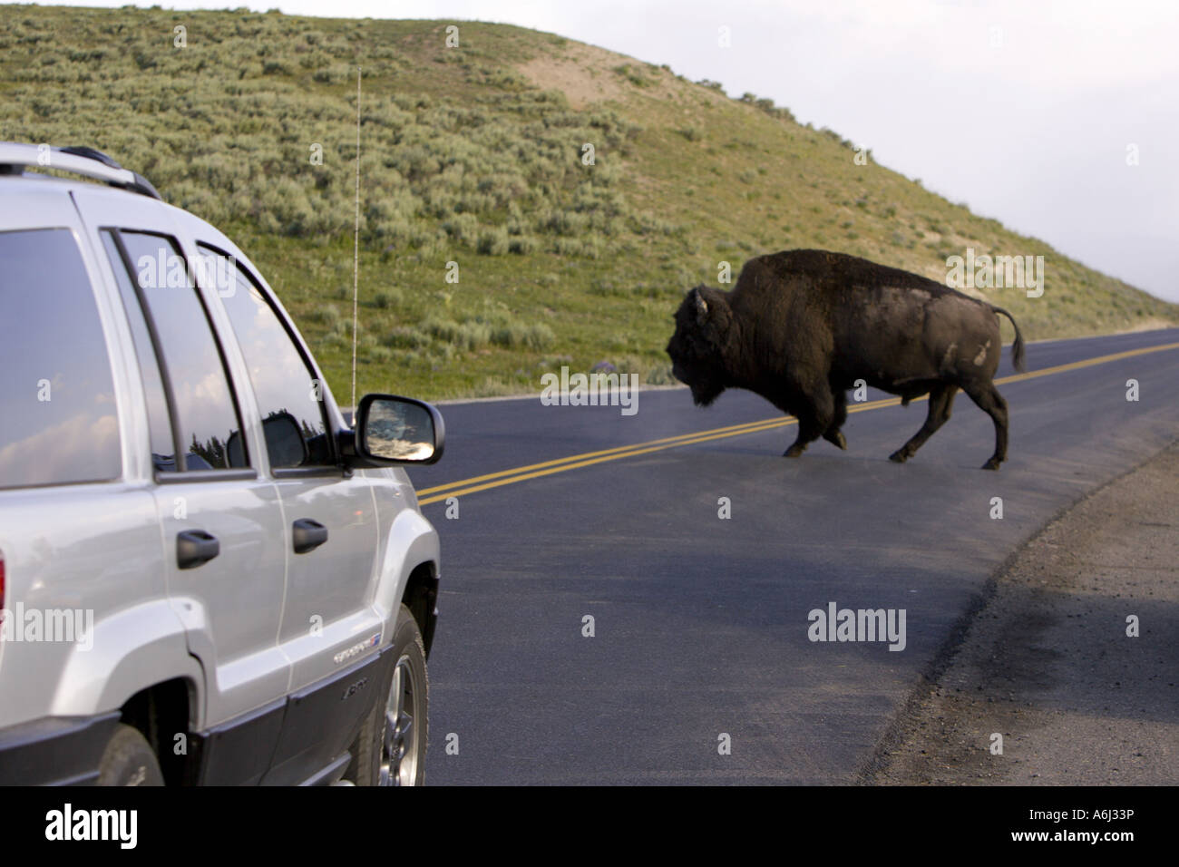 WYOMING USA Auto stoppt, als Bison Straße im Yellowstone National Park überquert Stockfoto