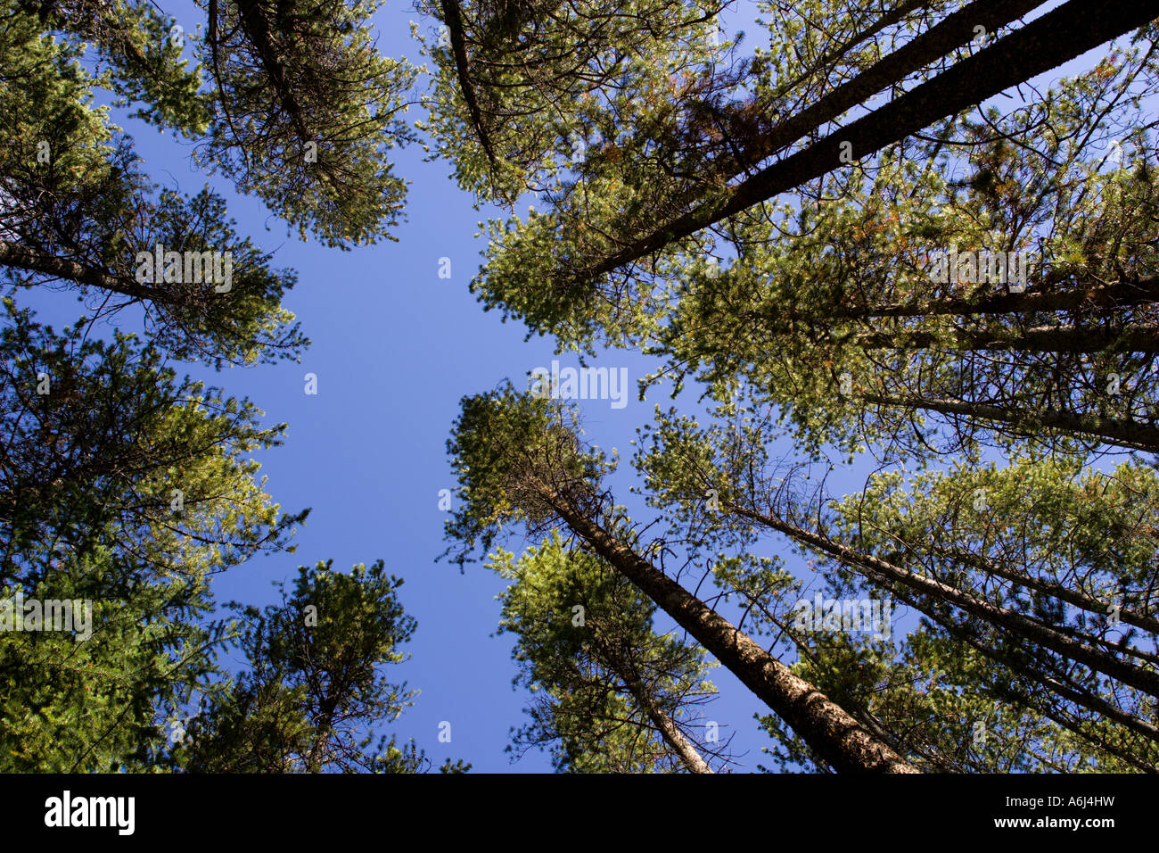 Lodgepole Campground am Fluss Wise in der Pionier-Bergen liegt im Beaverhead Deerlodge National Forest Stockfoto