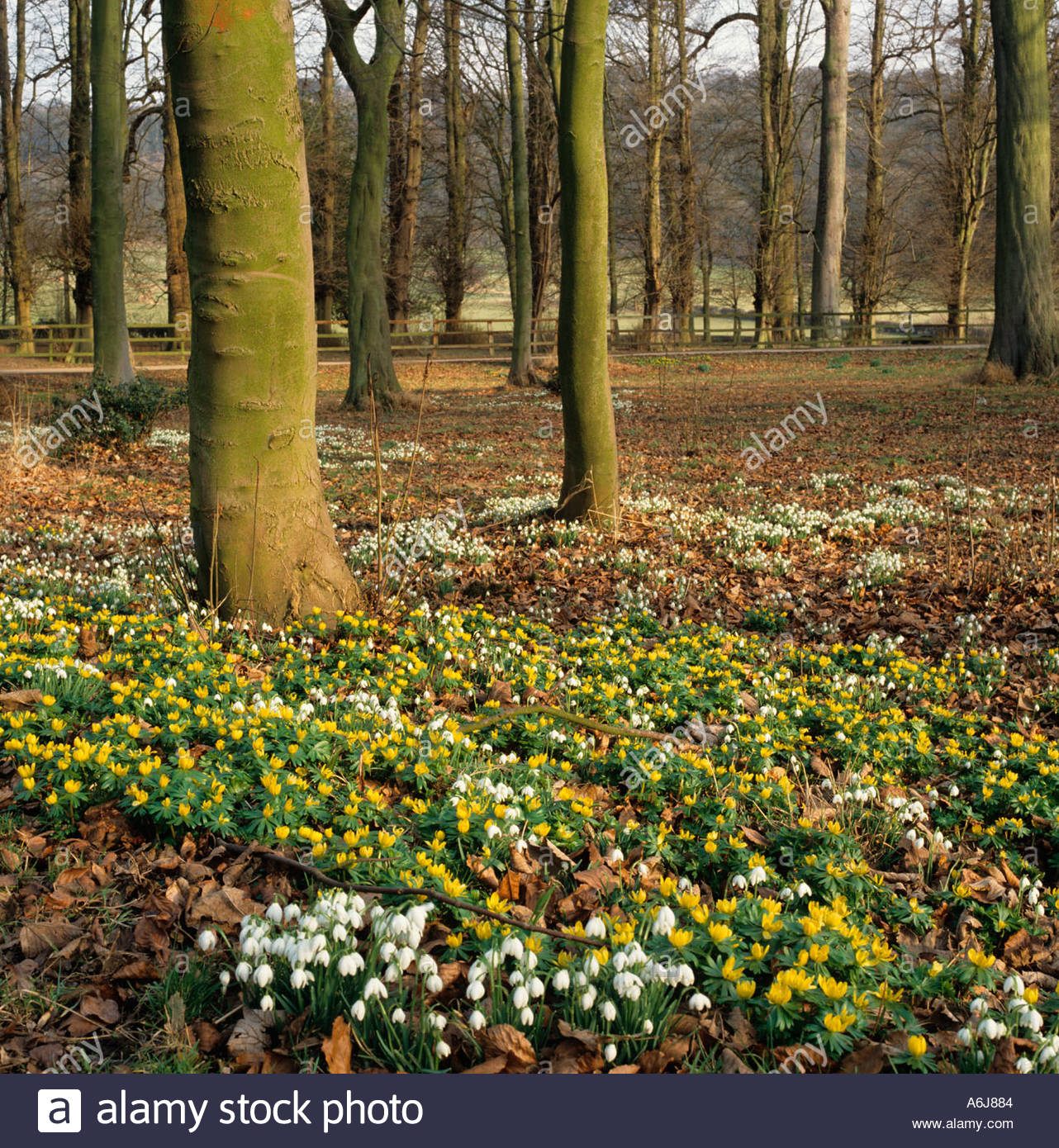 Winter Aconites Eranthis hyemalis und Schneeglöckchen im Waldland Frühjahr Stockfoto