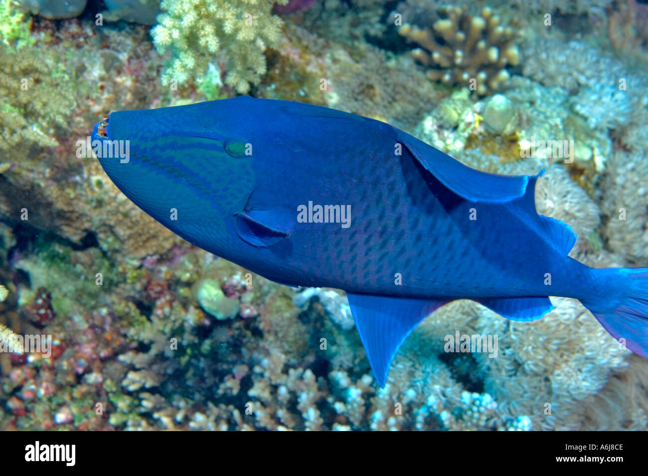 Blauer Drückerfisch (Pseudobalistes Fuscus) im südlichen Roten Meer, Ägypten Stockfoto