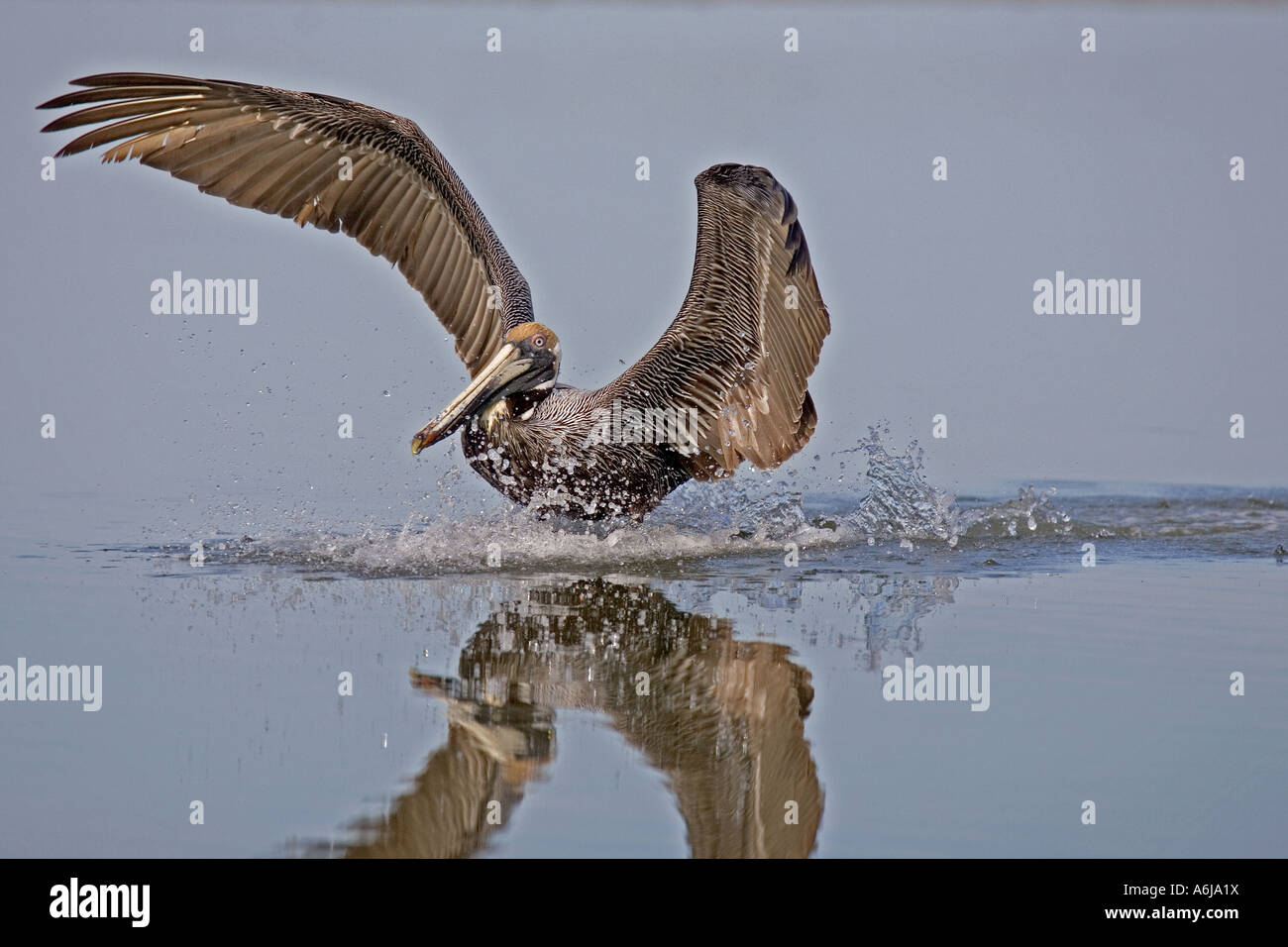 Brown Pelican Landing. Stockfoto