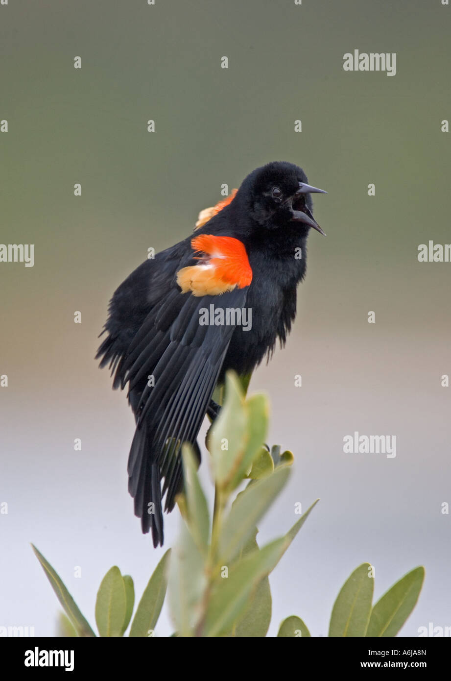 Rotschulterstärling singen. Stockfoto