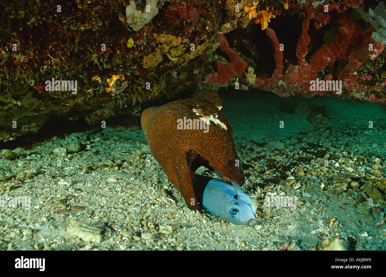 Verzehr von Fisch, Sulawesi Indonesien indischen Ozean Muräne Stockfoto