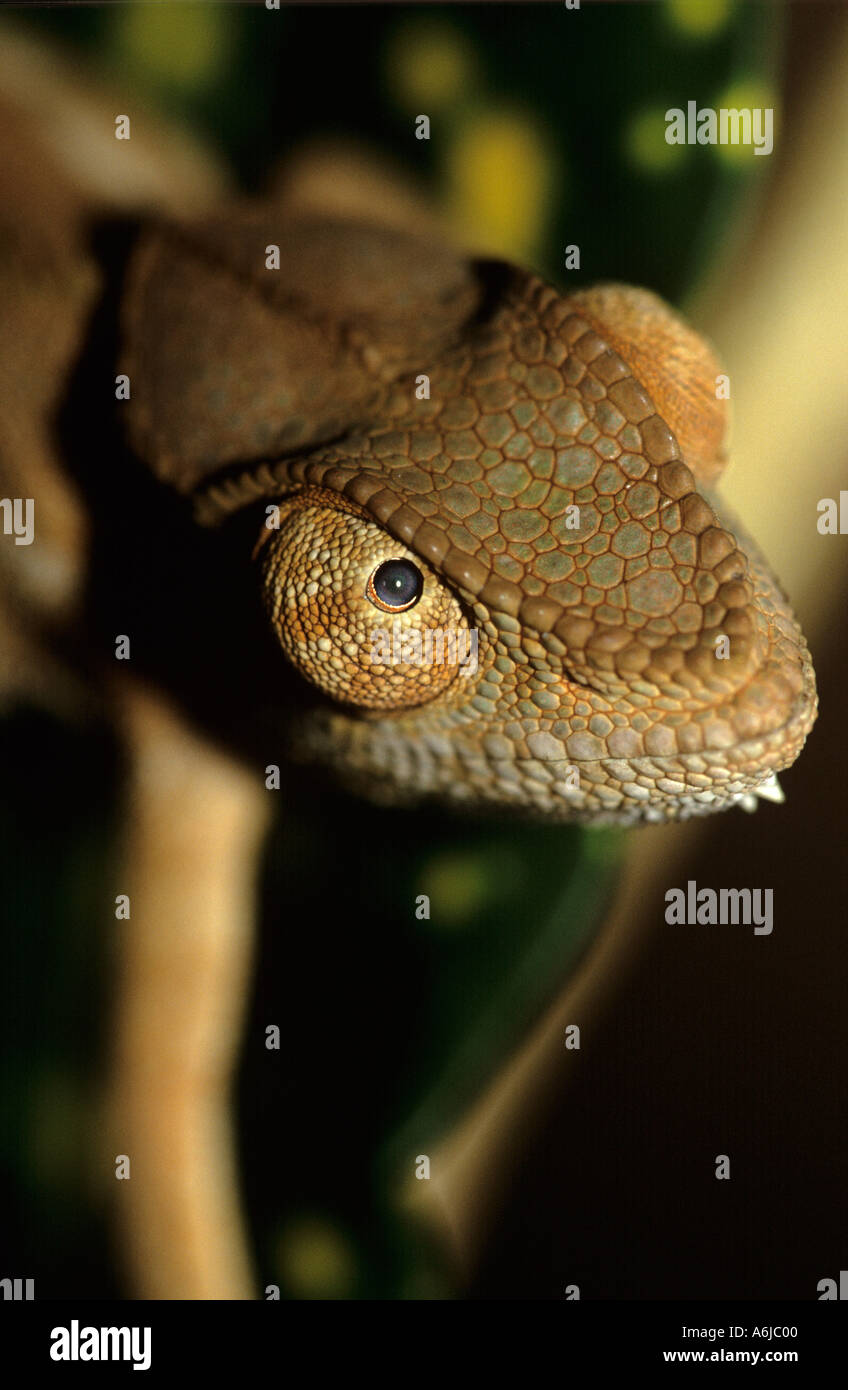 Madagassische Chamäleon Furcifer Pardalis Tierwelt Handel Chamäleon Calumna Parsonii ist allgemein geschmuggelten Reptil Stockfoto