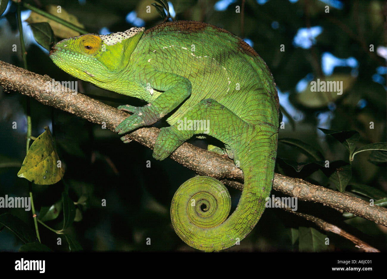 Madagassische Chamäleon Calumna Parsonii ist häufig geschmuggelte Reptilien in den illegalen Wildtierhandel Stockfoto