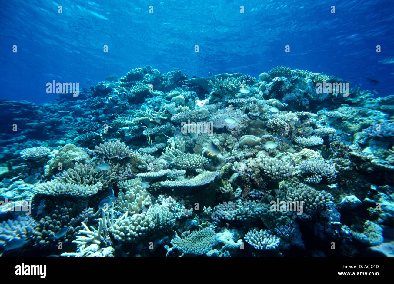 Harte Korallenriff in Fidschi in einwandfreiem Zustand Stockfoto