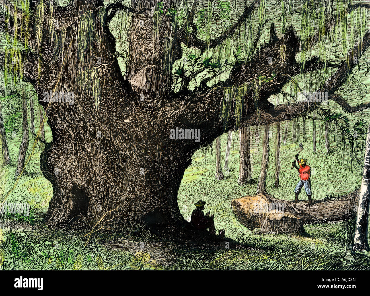 Afrikanische amerikanische Sklaven einen Live Oak im Wald entlang der Ashley River South Carolina. Hand - farbige Holzschnitt Stockfoto