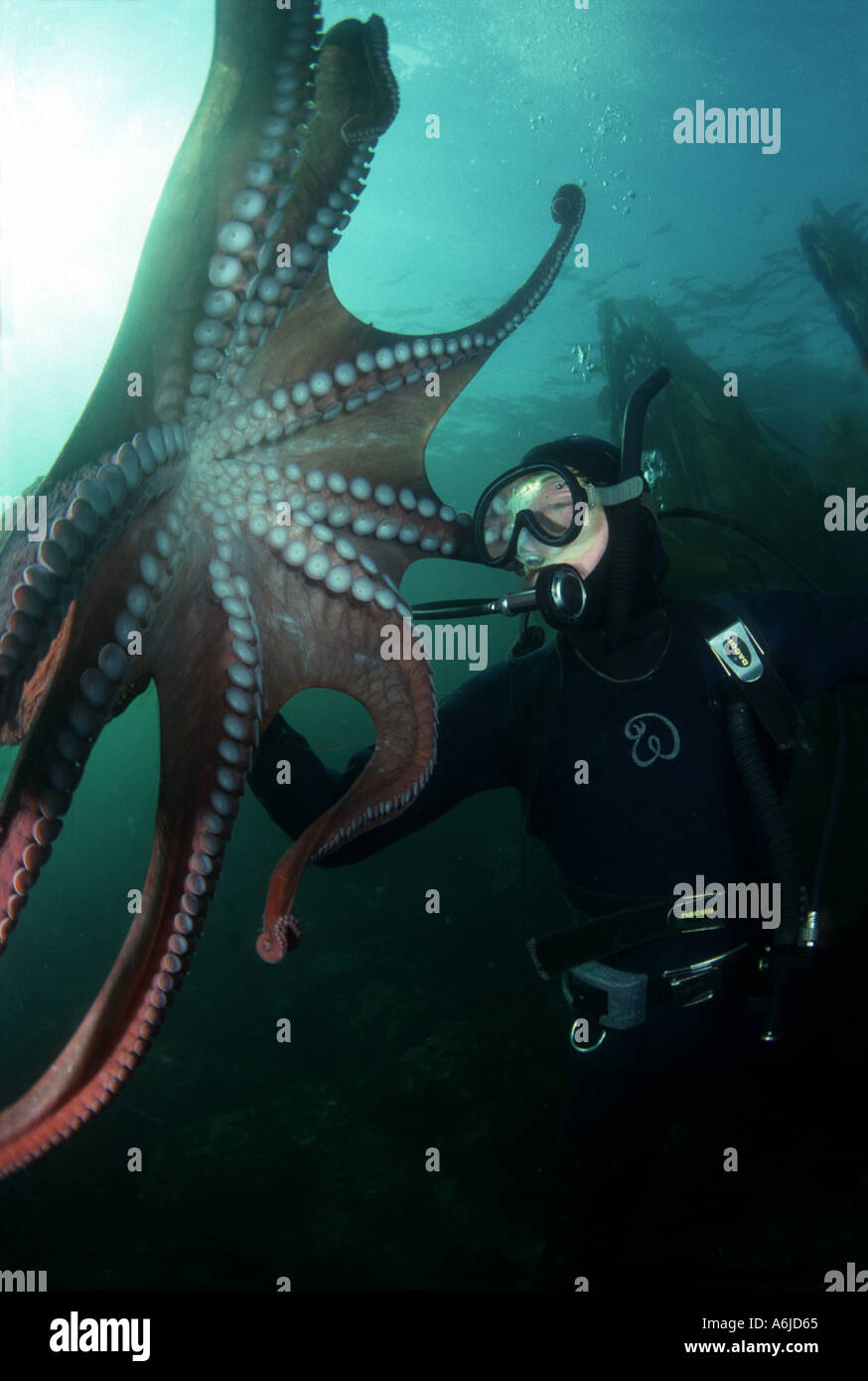 Taucher und GIANT PACIFIC OCTOPUS Octopus Dolfleini WHIDBEY ISLAND, WASHINGTON, USA. Stockfoto