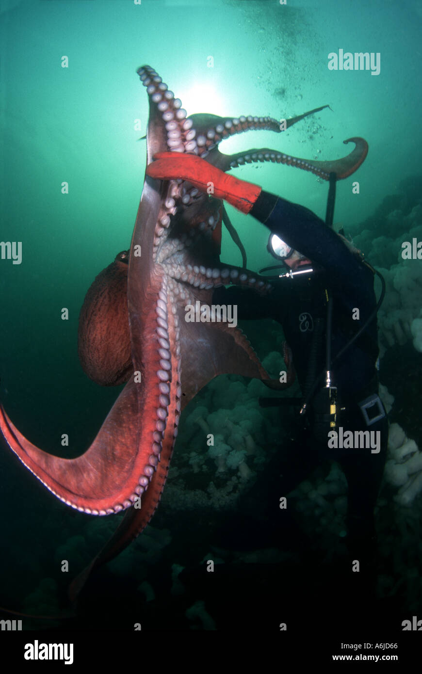 Taucher und GIANT PACIFIC OCTOPUS Octopus Dolfleini WHIDBEY ISLAND, WASHINGTON, USA. Stockfoto