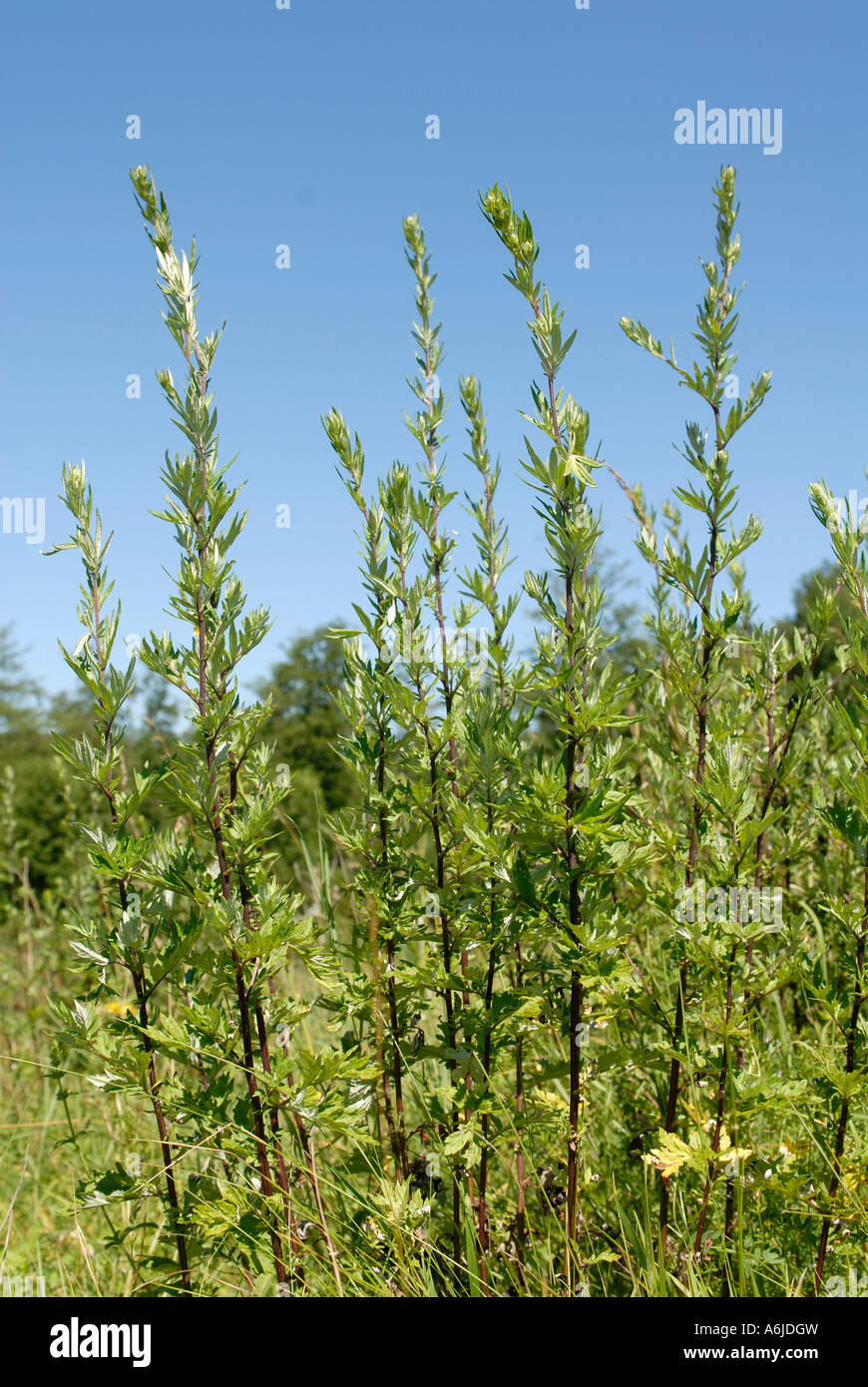Beifuß (Artemisia Vulgaris), Pflanze Stockfotografie - Alamy