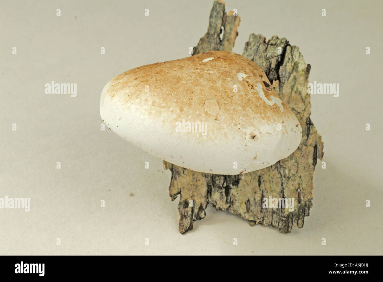 Birke-Halterung (Piptoporus Betulinus) auf Rinde, Studio Bild Stockfoto