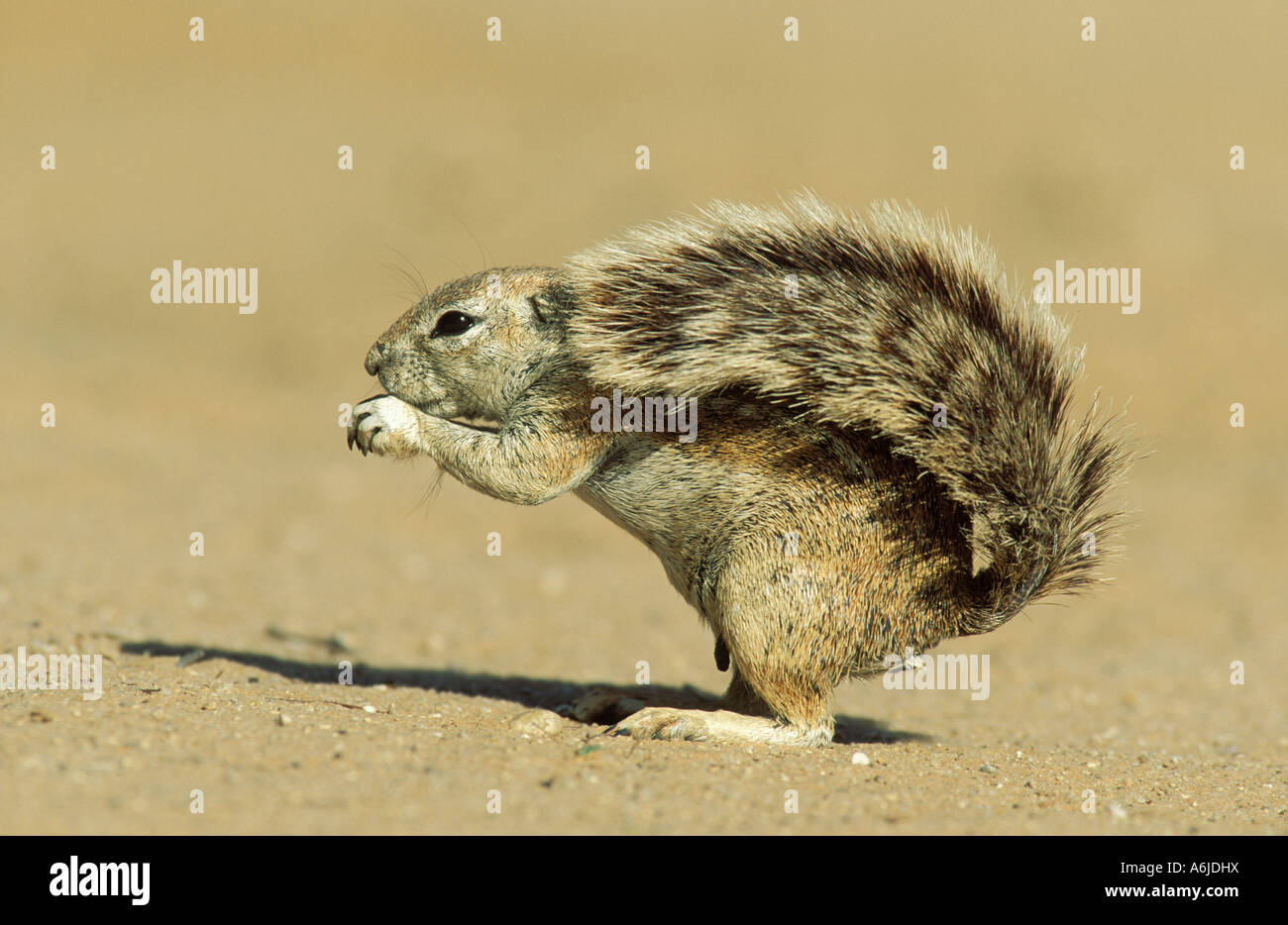 Kap-Borstenhörnchen (Xerus Inauris), Fütterung weiblich Stockfoto