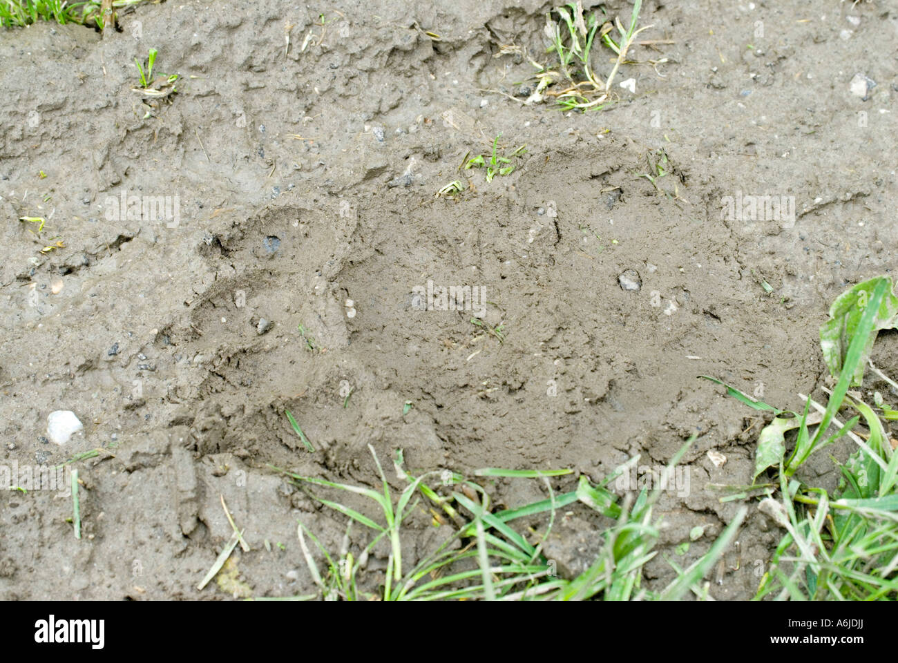 Europäischer Braunbär (Ursus Arctos), Footprint, Österreich Stockfoto