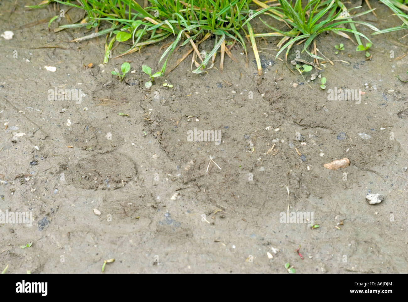 Europäischer Braunbär (Ursus Arctos), footprint Stockfoto