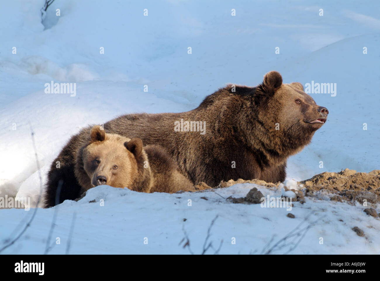 Europäischer Braunbär (Ursus Arctos) auf Schnee Stockfoto