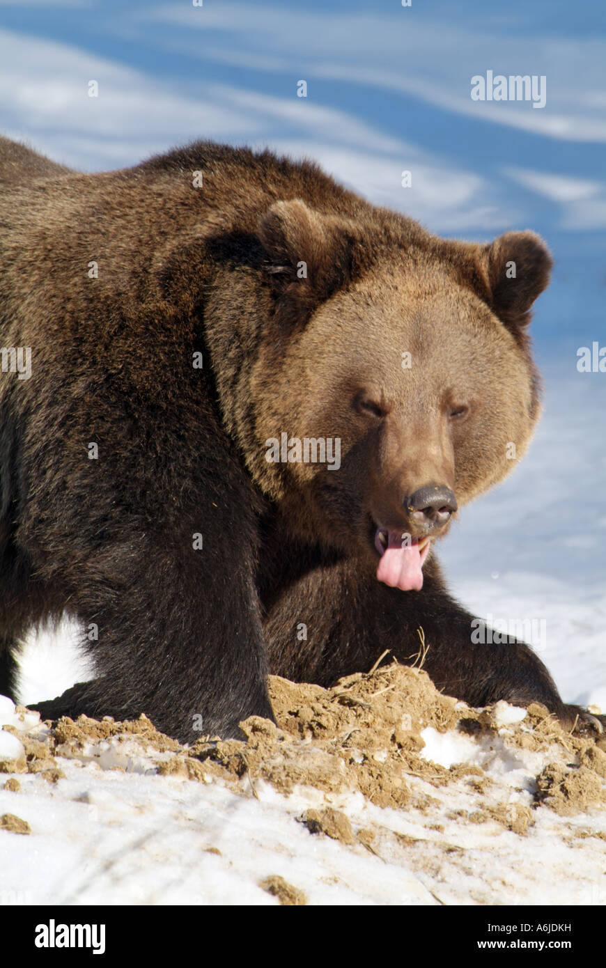 Europäischer Braunbär (Ursus Arctos) auf Schnee Stockfoto