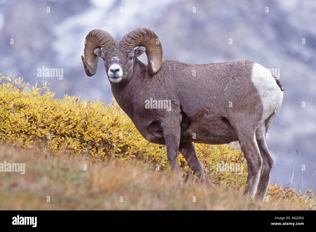 Schafe, amerikanische Bighorn Mountain Dickhornschaf (Ovis Canadensis), Männlich (Ram) stehen am Hang Stockfoto