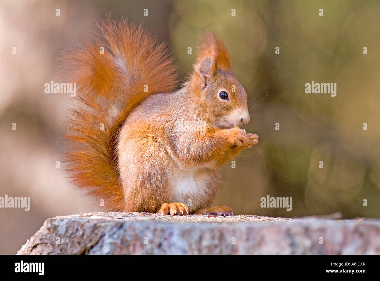 Eichhörnchen (Sciurus Vulgaris) sitzt auf Baumstumpf während des Essens Stockfoto