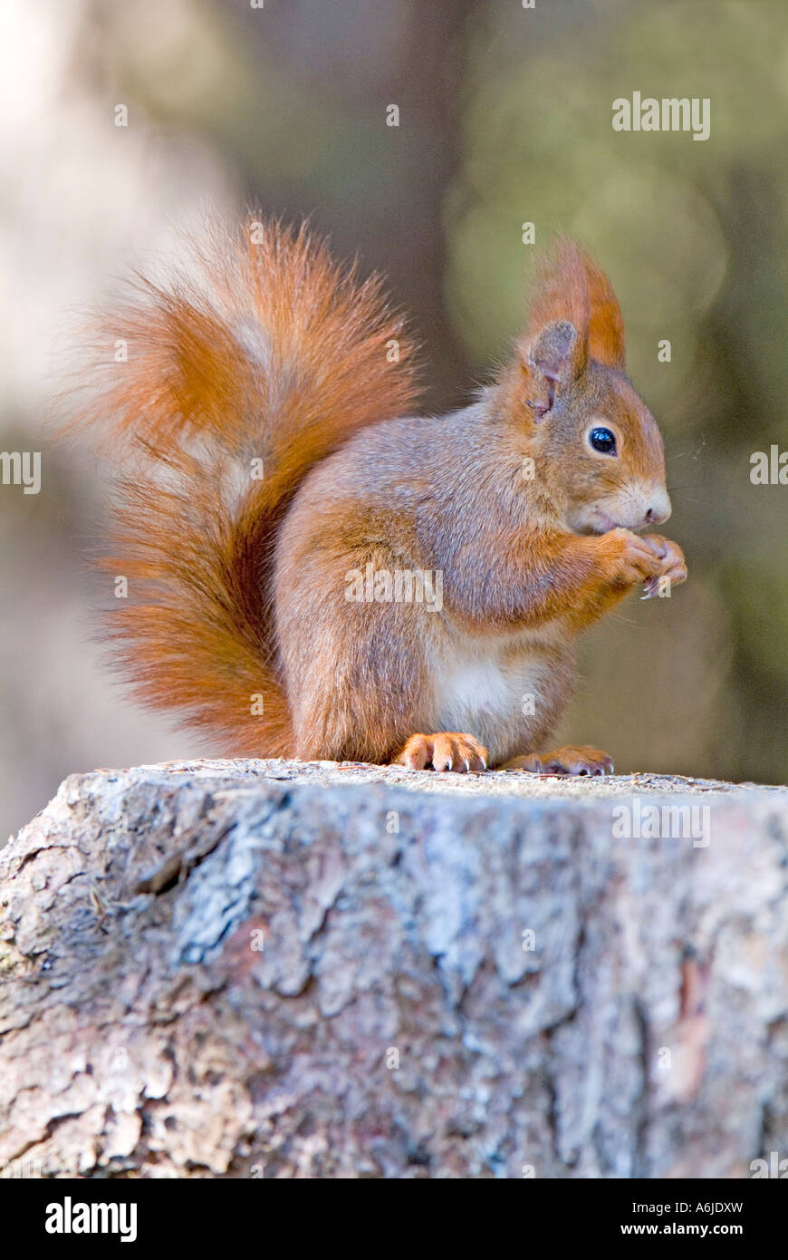 Eichhörnchen (Sciurus Vulgaris), sitzt auf Baumstumpf während des Essens Stockfoto
