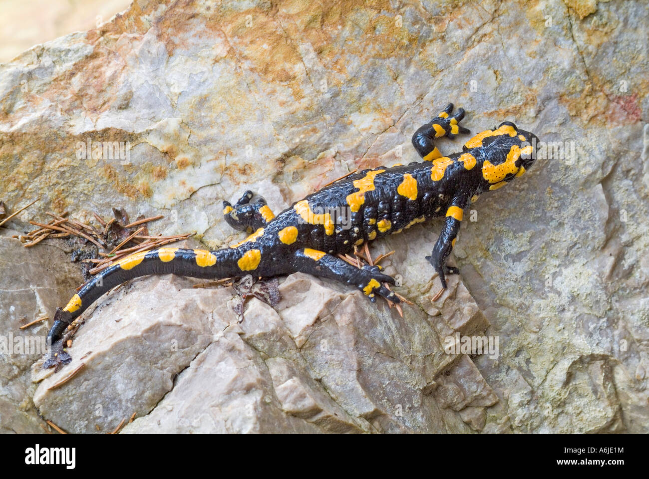 Europäische Feuersalamander (Salamandra Salamandra) auf Felsen Stockfoto