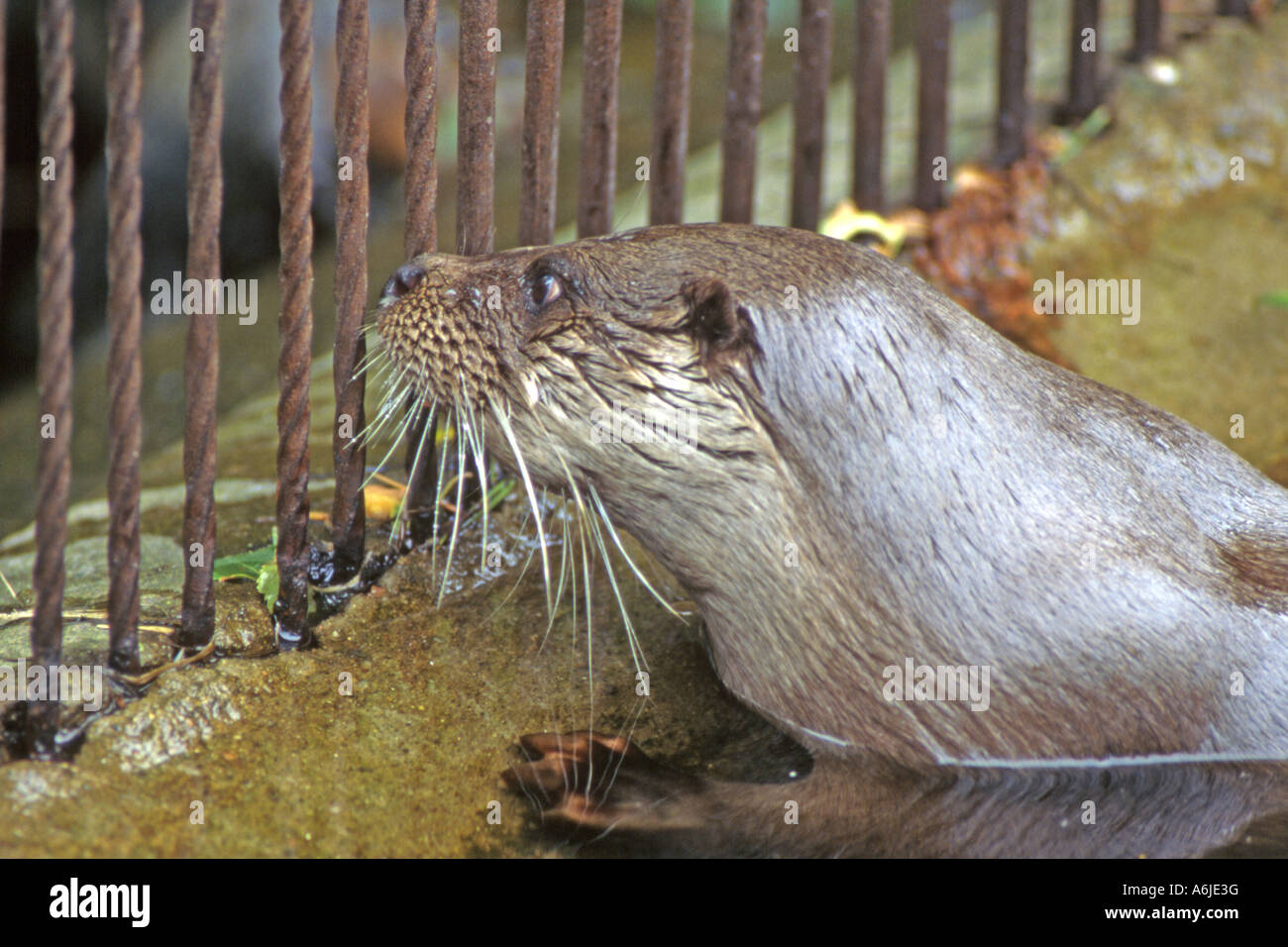 Europäische Otter (Lutra Lutra) in Gefangenschaft Stockfoto
