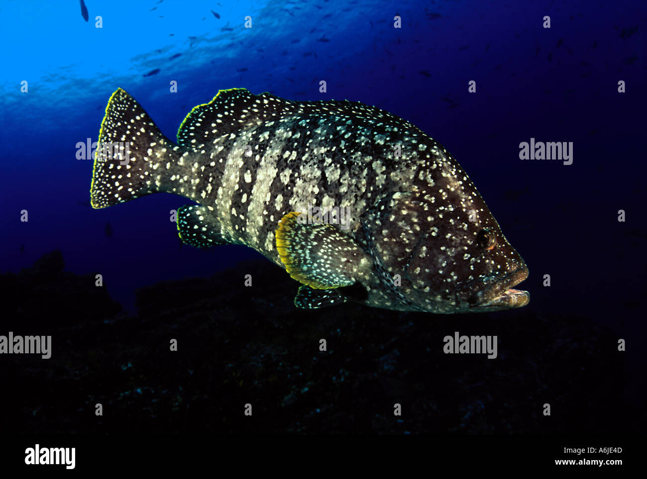 Leder-Bass Epinephelus Dermatolepis Revillagigedos Inseln Mexiko Stockfoto