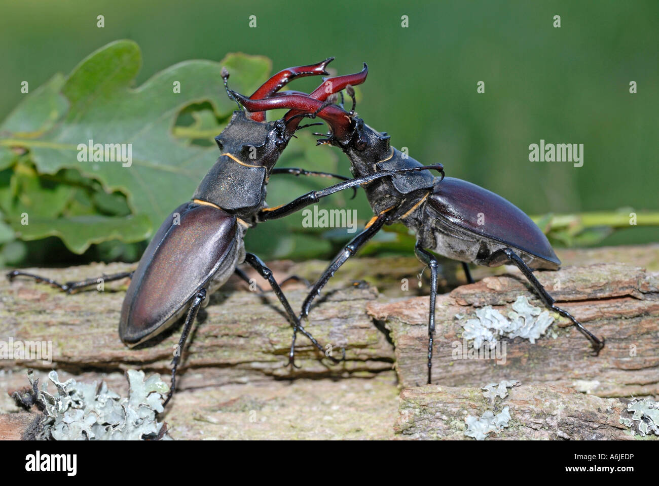 Europäische Hirschkäfer (Lucanus Cervus), kämpfen Männchen Stockfoto