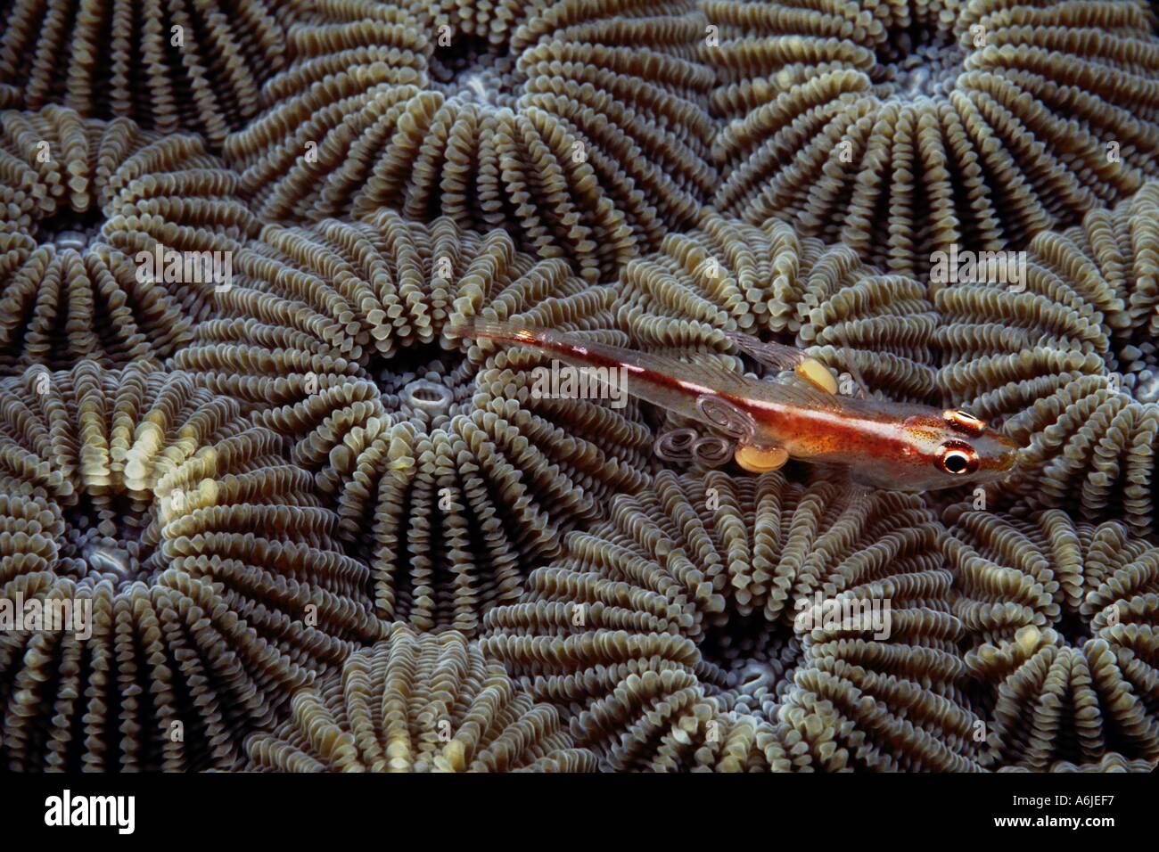 Zwei Parasiten befestigt Grundel Bryaninops sp auf harte Korallenpolypen Indonesien Stockfoto