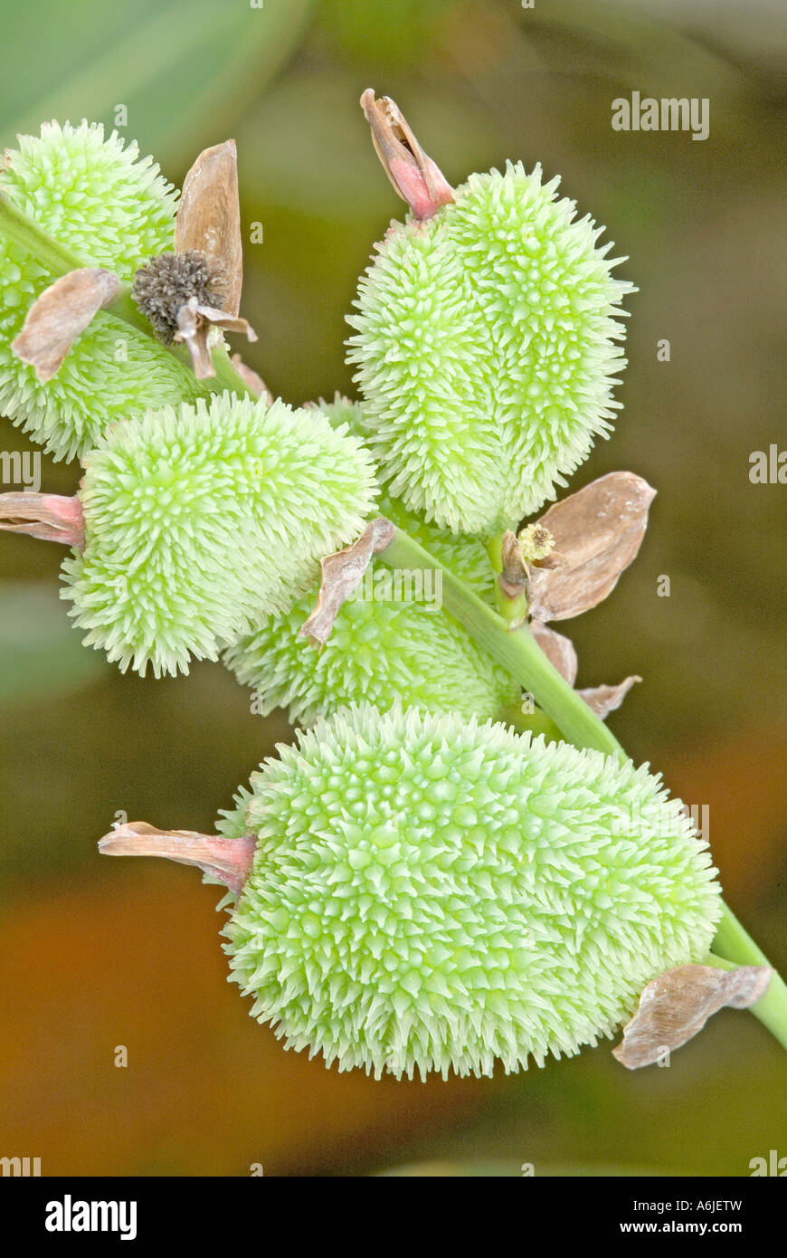 Coco-Yam, Dasheen, Taro (Colocasia Esculenta), Obst Stockfoto