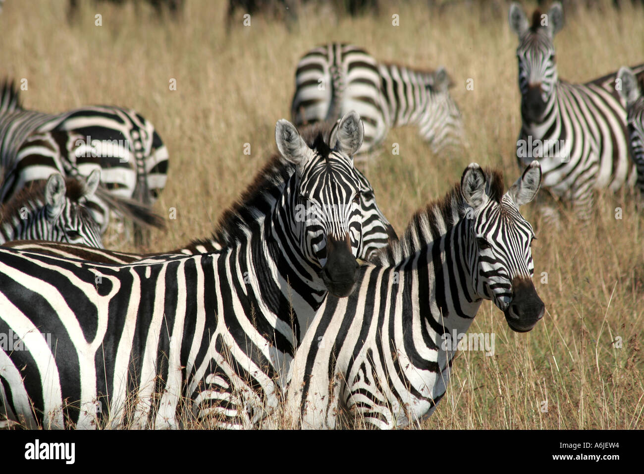 Zebra-Herde, Masai Mara, Kenia Stockfoto