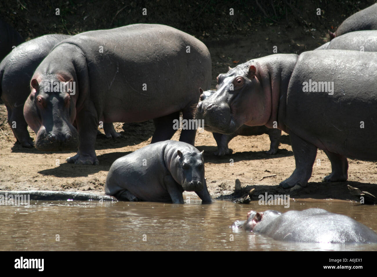 Kenia, Nilpferd ruht seinen Kopf auf einen anderen, Nilpferd, Masai Mara Safari Stockfoto