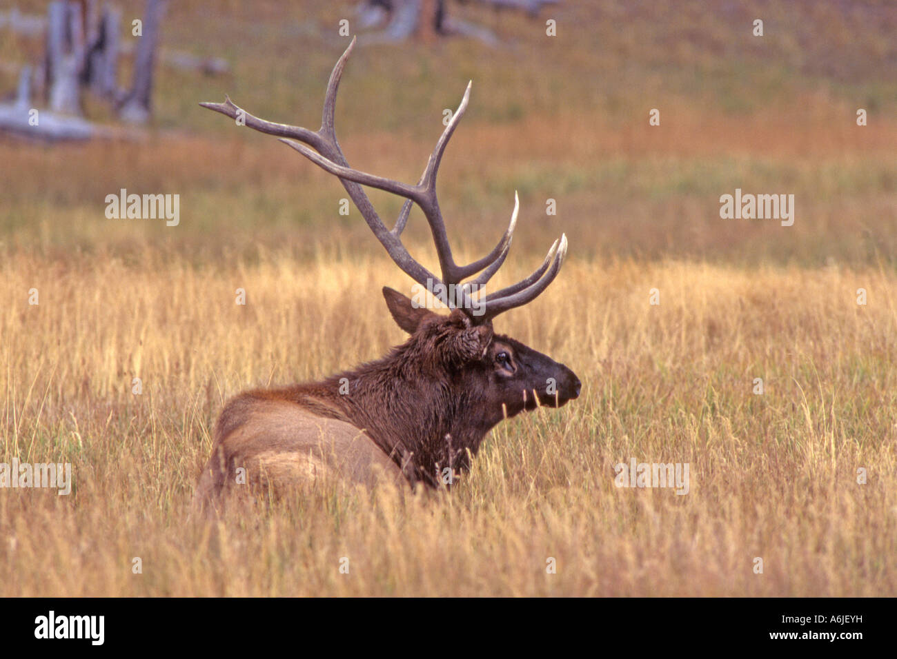 Elch, Wapiti (Cervus Elaphus Nelsoni, Cervus Canadensis), ruhende männlich Stockfoto