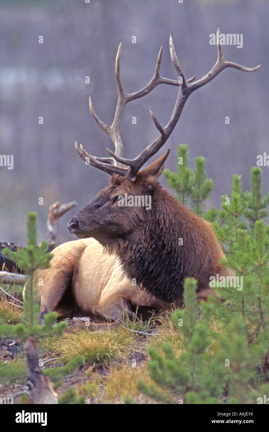 Elch, Wapiti (Cervus Elaphus Nelsoni, Cervus Canadensis), ruhende männlich Stockfoto