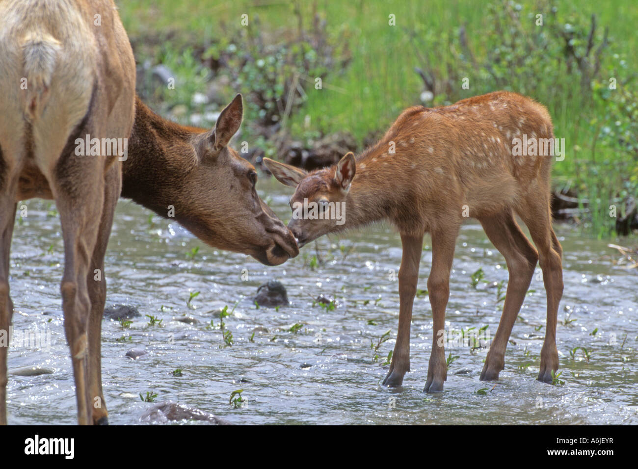 Elch, Wapiti (Cervus Elaphus Nelsoni, Cervus Canadensis), weiblich (Hirschkuh) schnüffeln an spotted fawn Stockfoto