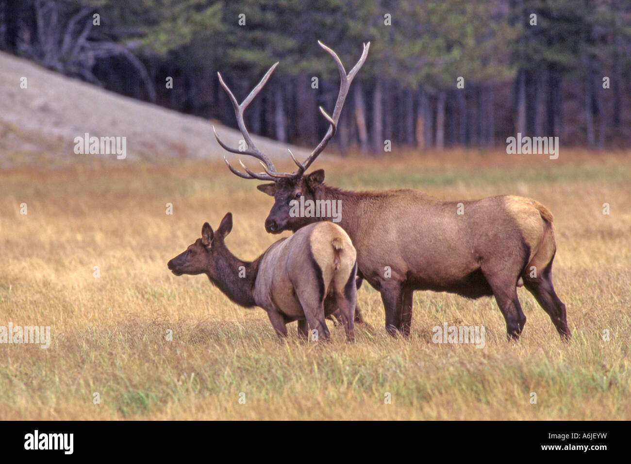Elch, Wapiti (Cervus Elaphus Nelsoni, Cervus Canadensis). Männlich weiblich umwerben Stockfoto