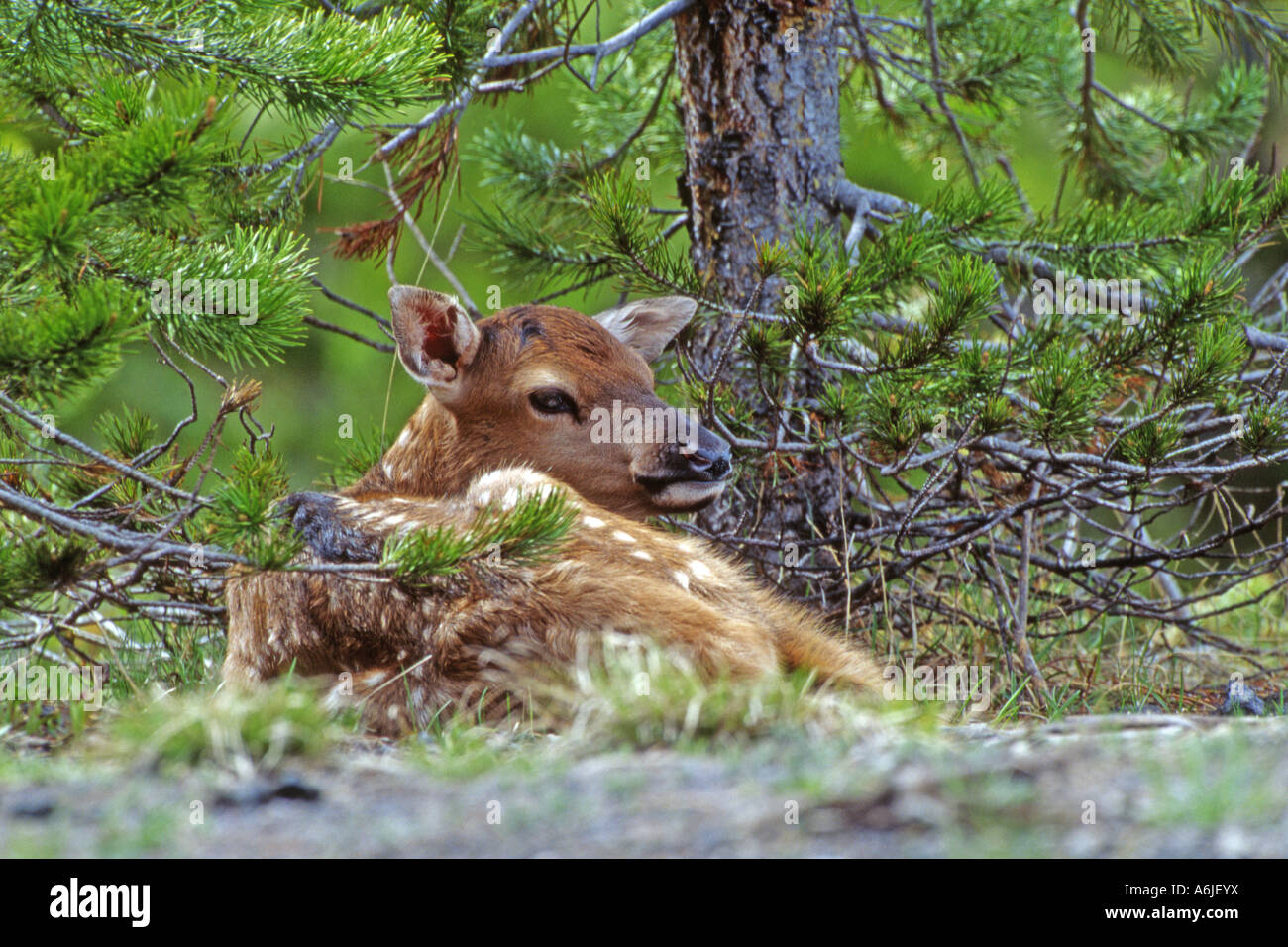 Elch, Wapiti (Cervus Elaphus Nelsoni, Cervus Canadensis), spotted Fawn liegen unter Pinien Stockfoto