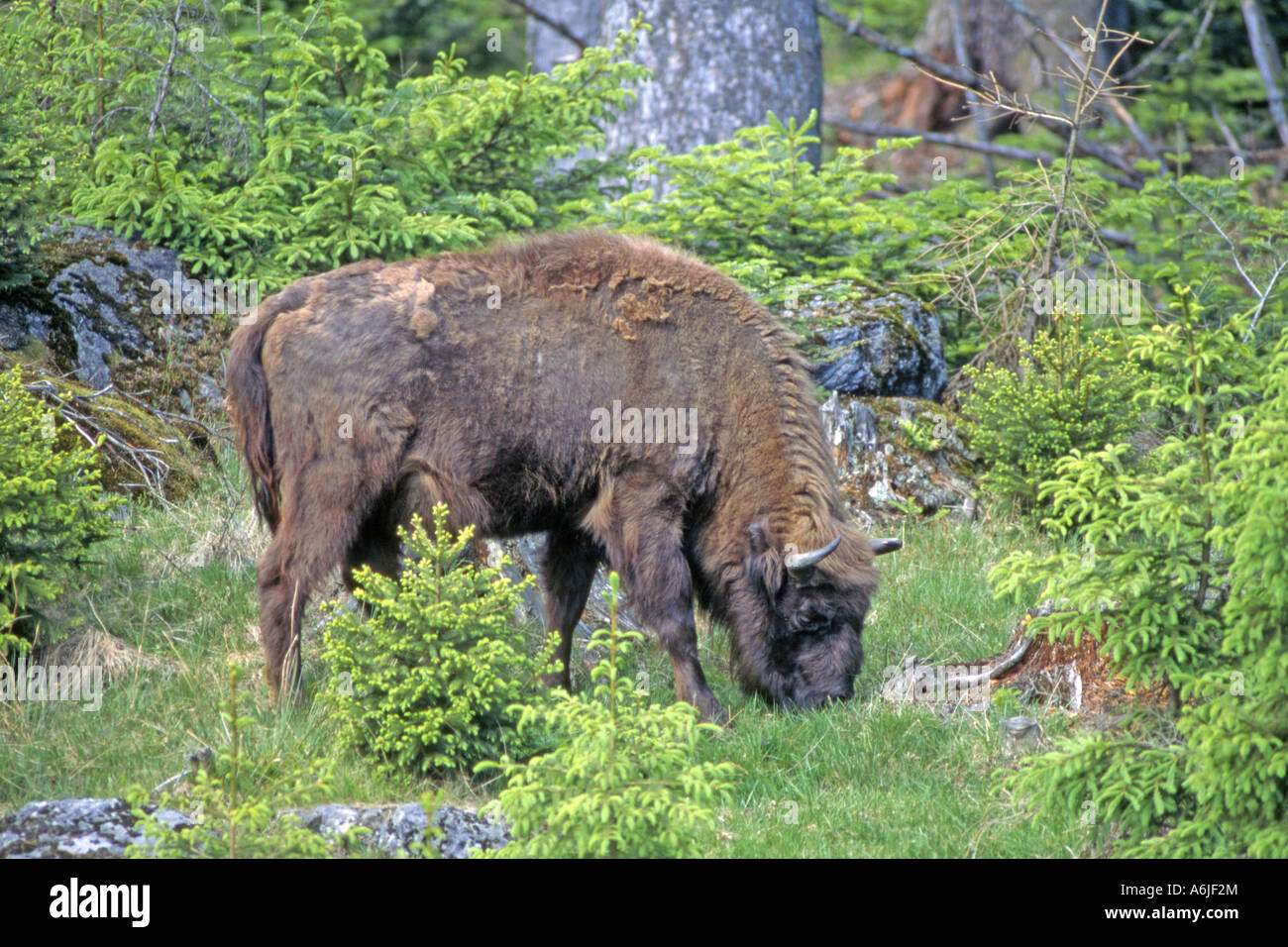 Europäische Bison (Bison Bonasus) Weiden im Wald Stockfoto