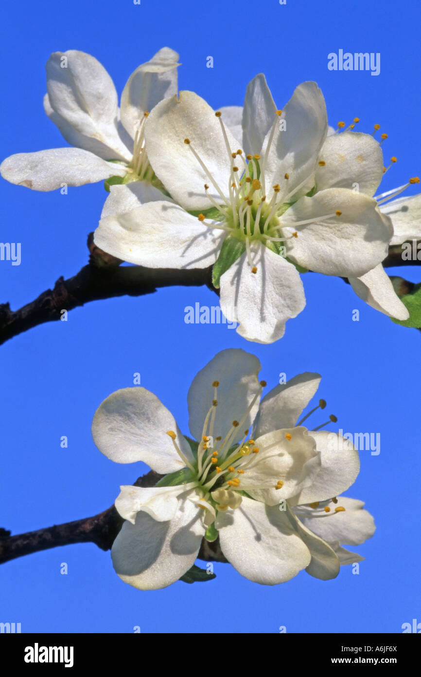 Pflaumenmus Damaszener Pflaume, Pflaumenbaum (Prunus Domestica Domestica), Blumen Stockfoto