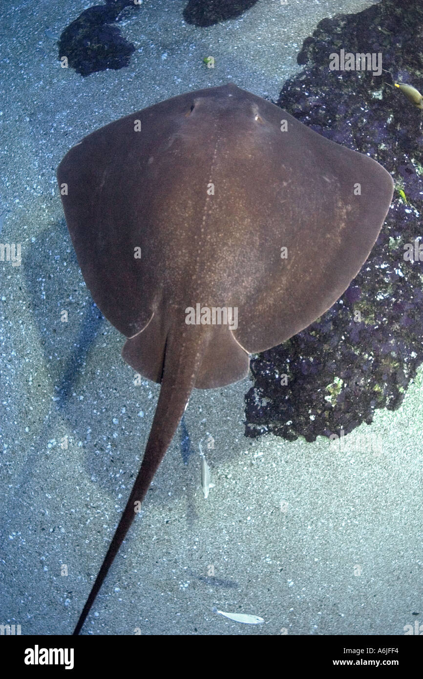 STINGRAY Dasyatis Brevis HAWAII Stockfoto