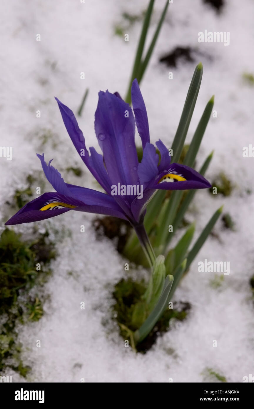 Zwergiris im Schnee Stockfoto