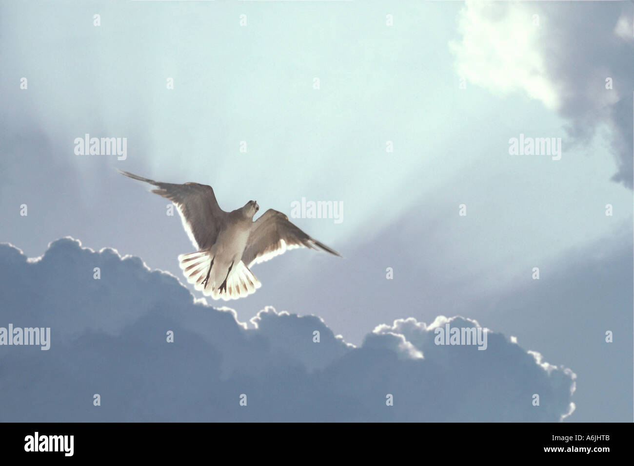 Möwe schwebt im Himmel mit Sonne und Wolken hinter Stockfoto